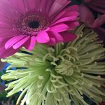 Phyllis Robertson - @phyllis.robertson.96995 - Instagram
