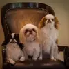 Phyllis Robison Aude - @phyllisrobisonaudette - TikTok