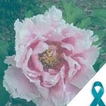 Phyllis Sears - @sears.phyllis - Instagram