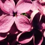 Phyllis Severson - @phyllisseverson - Instagram