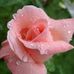 Phyllis Shankman - Facebook