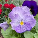 Phyllis Shore - Facebook