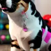 phylliststacyw251 - @phylliststacyw251 - TikTok