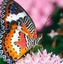 Phyllis Stites - Facebook