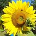 Phyllis Talbot Ehler - Facebook