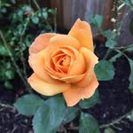 Phyllis Taverner - @phyllistaverner - Instagram