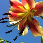 Phyllis Jean Tillery - @loaner526 - Instagram