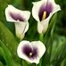 PhyllIs Whitmore - Facebook