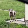 Phyllis Whitmoyer - @phyllis.whitmoyer - TikTok