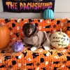 phylliswhitmer - @phylliswhitmer - TikTok
