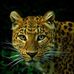Phyllis Wilhelm - Facebook