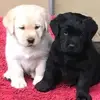 dödel - @piaammannfurter - TikTok