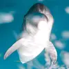pia.jacques - @pia.jacques - TikTok
