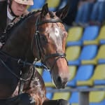 Pia Nilsson - @chicsporthorses - Instagram