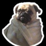 Pierce Adams - @sherlock_the_frog - Instagram