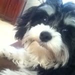 Pierre Boyd - @pierrewoof_ - Instagram