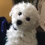 Pierre Colbert - @pierre_in_the_lou - Instagram