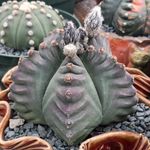 Pierre Flores - @prickly_pierre - Instagram