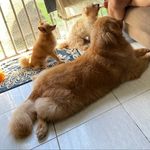 Pets Pierre, Fox, Izzy e Derek 🐶🐶🐶 - @peludinhosmartins - Instagram