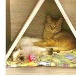 Pierre, Mathilda, Pétit, Sophie, Brigitte, Fox & Lupin - @resgatynhos - Instagram