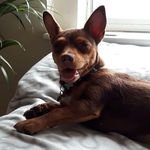 Pierre - @pierre_fox_ - Instagram