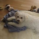 Pierre Lamarre - @lamarrepierre - Instagram