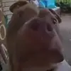 MONKEY corgi - @pierrelawrence18 - TikTok