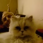 pierre levy abegnoli - @pierrelevyabegnoli - Instagram
