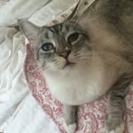 Pierre,Otto,Briar,Dixie,Toby - @somanykittens - Instagram