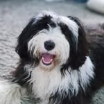 Percy & Pierre - @percyandpierre - Instagram