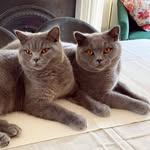 Percy & Pierre 🐾 🐾 - @percypierrebritishblue - Instagram