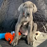 Pierre Riley - @pierrethegreatdane - Instagram