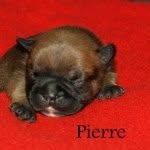 Riley's Pierre - @rileyspierrethefrenchie - Instagram