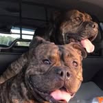 Pierre Robert Topp Emanuelsson - @pirrehbt - Instagram