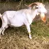 Pierre Rodriguez - @pierre.rodriguez8 - TikTok