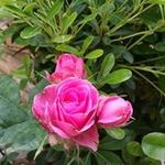 Pierre Saad - @saadpierre - Instagram