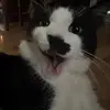 pierre scott - @captnpierre - TikTok