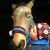 pietro amore - @cavallino307 - TikTok