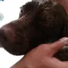 Pietro Celeste - @pietroceleste5 - TikTok