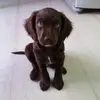 pietroceleste2 - @pietroceleste2 - TikTok