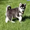 Pietro Greco - @pietrogreco02 - TikTok