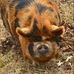 Pig Man - Facebook