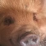 pig - @pig____man____trichy - Instagram