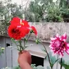 PijushBiswas - @user7676384506350 - TikTok