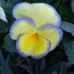 Chiu Pik - Facebook
