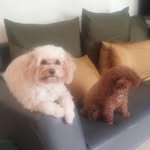Chan Pik Kwan - @chanpikkwan - Instagram