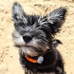 Ronald Pike-Smith - @ronaldtheschnauzer - Instagram