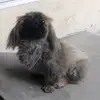 pilar cerna - @elpapitodog - TikTok