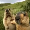 pingchiđing - @vanhieuu16 - TikTok