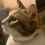 Pingping 🐈✨🧤 - @ping._.chilling - Instagram
